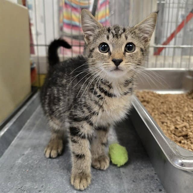 Heartfield - Domestic Short Hair