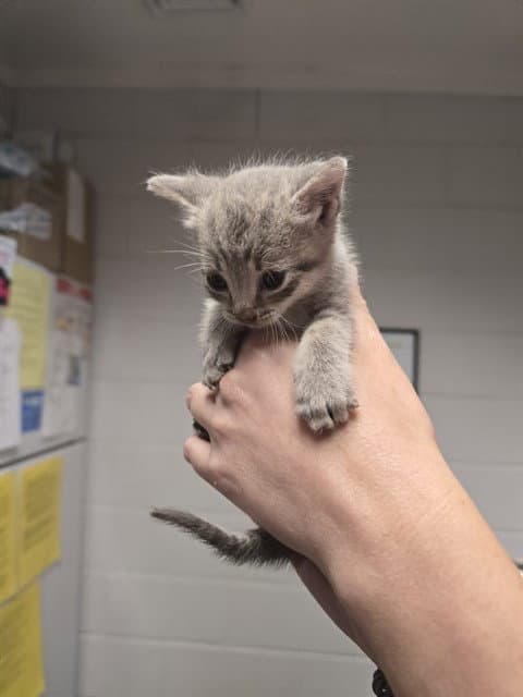 Banana Pudding - Domestic Short Hair