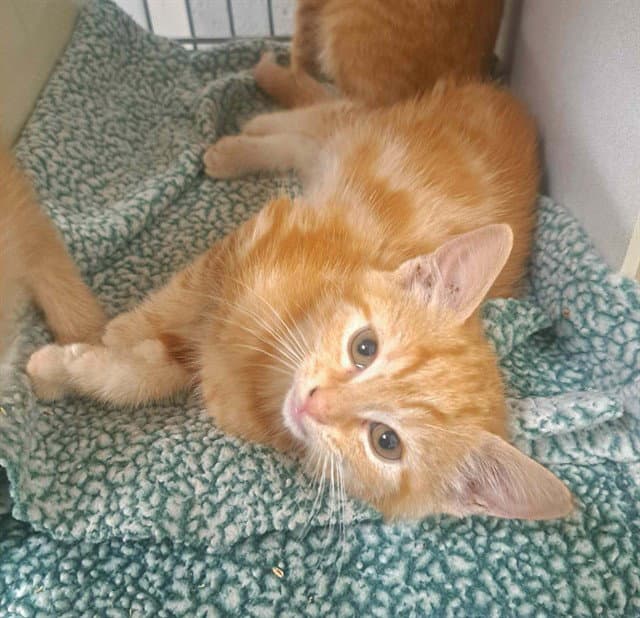 Hex - Domestic Short Hair