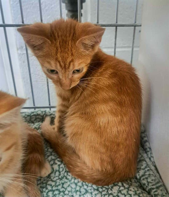 Phantom - Domestic Short Hair