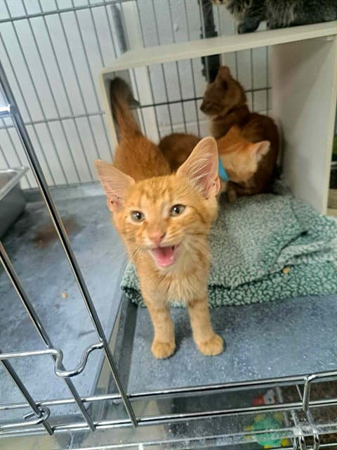 Fang - Domestic Short Hair