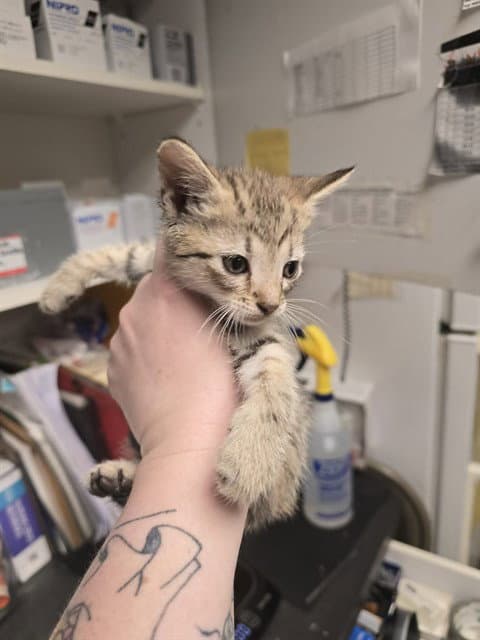 Cobbler - Domestic Short Hair