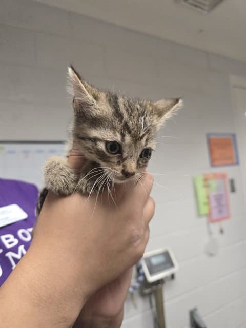 Chocolate Chip - Domestic Short Hair