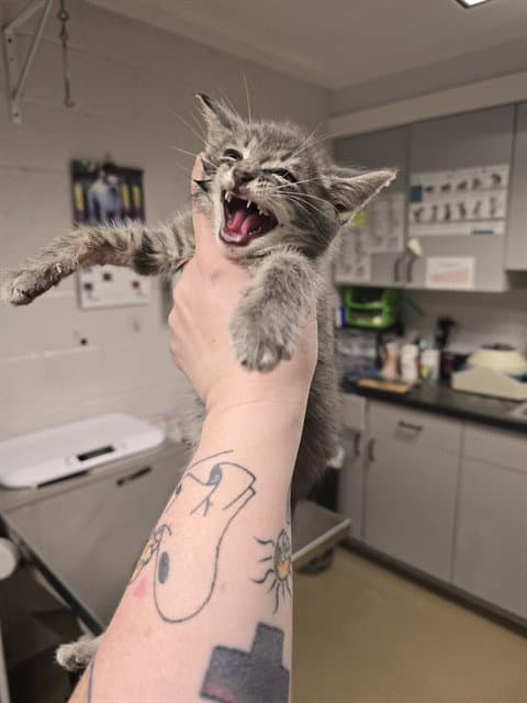 Apple Pie - Domestic Short Hair