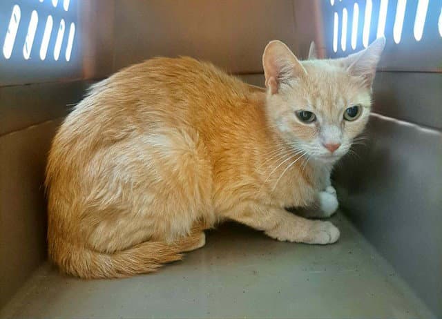 Cackle - Domestic Short Hair