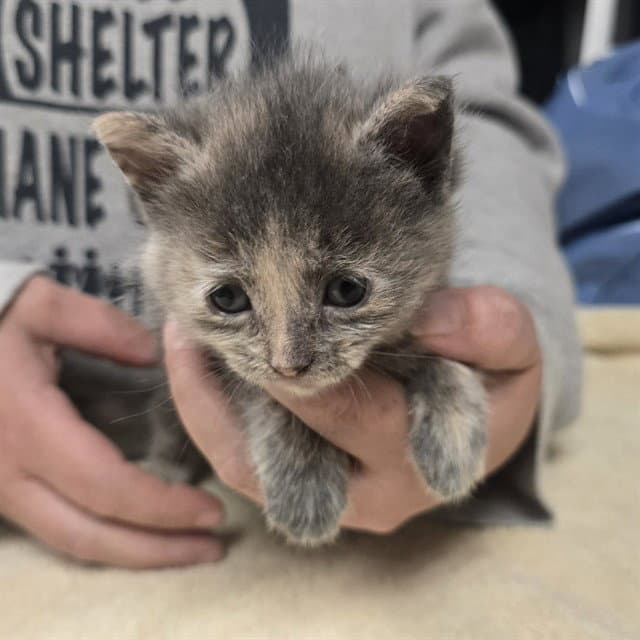 Audit - Domestic Short Hair