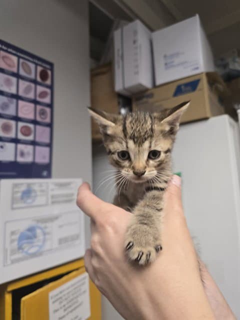 Danish - Domestic Short Hair