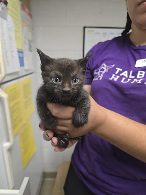 Bread Pudding - Domestic Short Hair