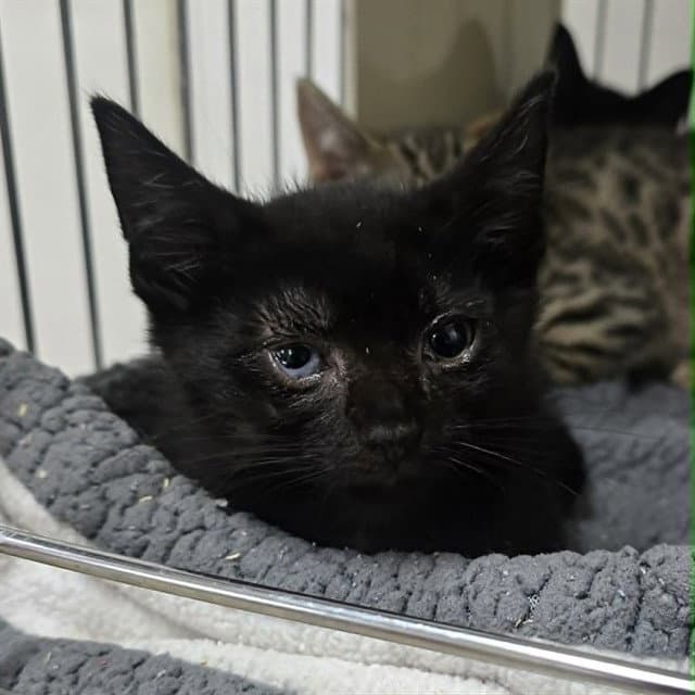 Black Bart - Domestic Short Hair