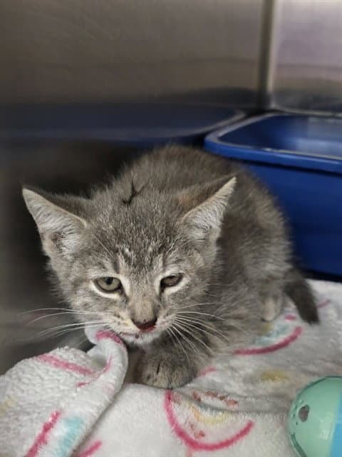 She Wolf - Domestic Short Hair
