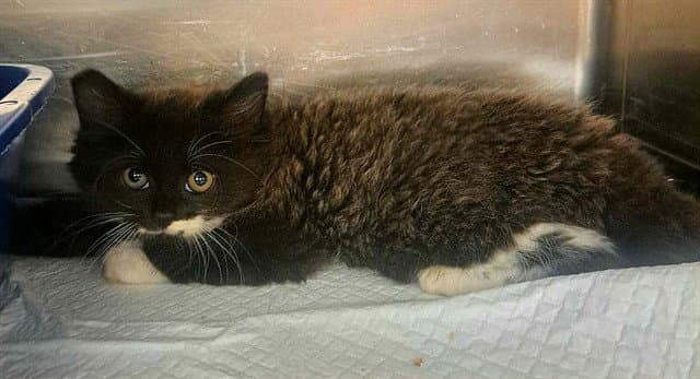 Sand - Domestic Medium Hair