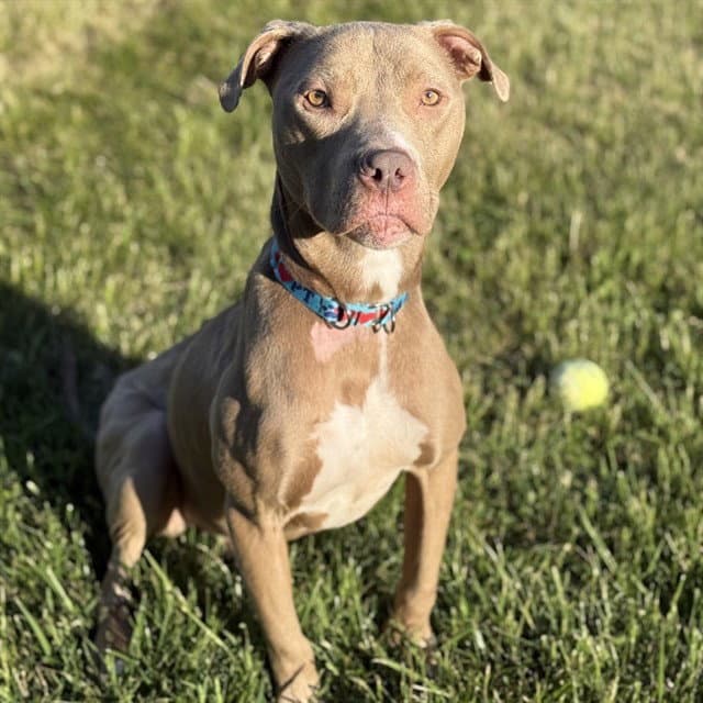 Tazz - American Pit Bull Terrier