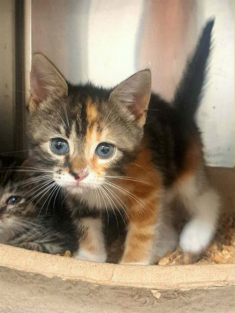 Moon Pie - Domestic Short Hair