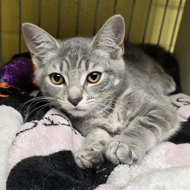 Jane Deere - Domestic Short Hair
