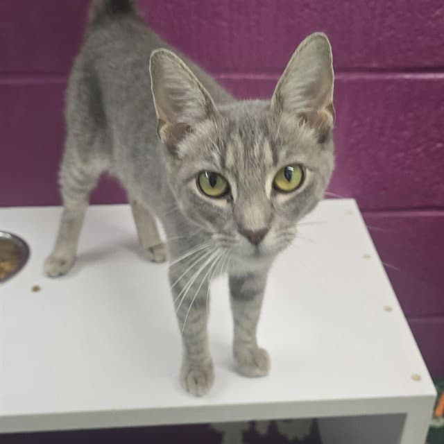 Beatrice - Domestic Short Hair