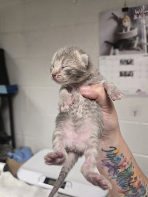 Mochi - Domestic Short Hair