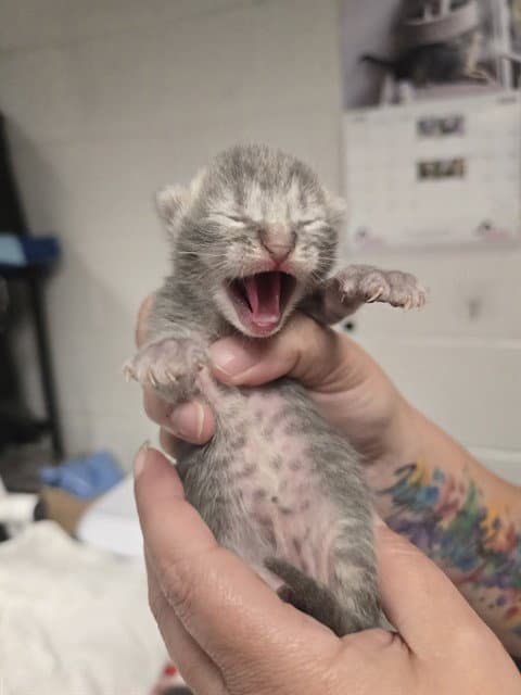 Sorbet - Domestic Short Hair