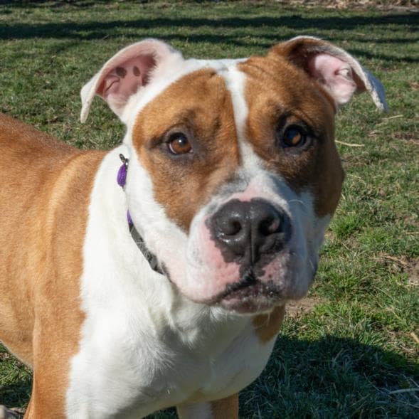 Spud - Pit Bull Terrier
