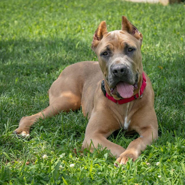 Prada - Cane Corso Mastiff