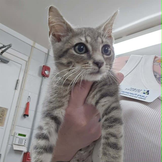 Timmy - Domestic Short Hair