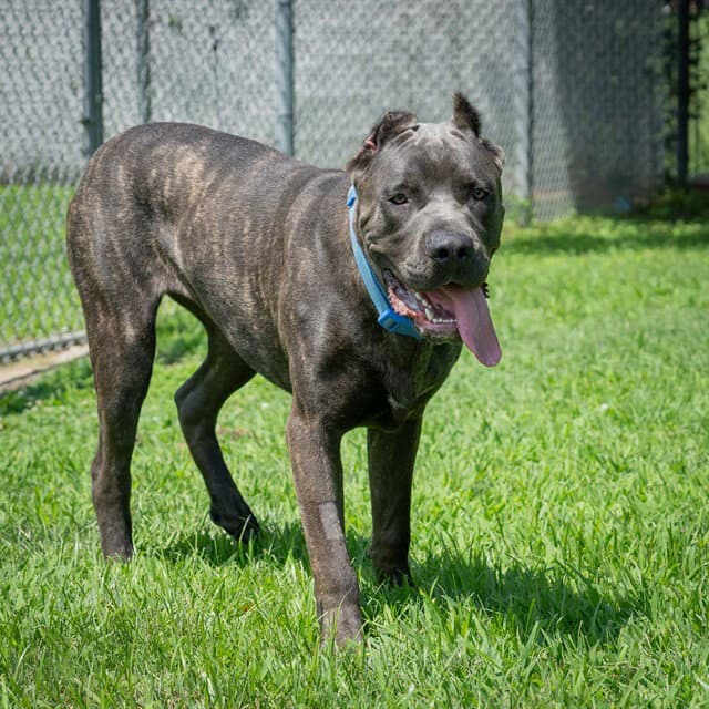 Pressure - Cane Corso Mastiff
