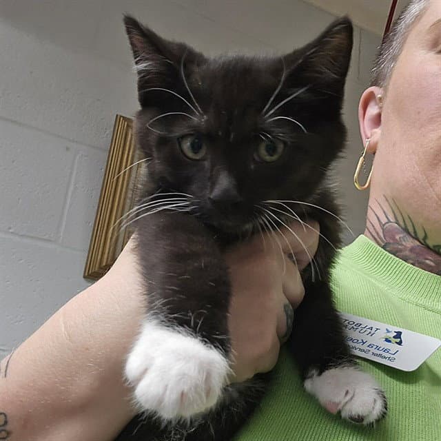 Hocus - Domestic Short Hair