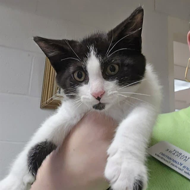 Pocus - Domestic Short Hair