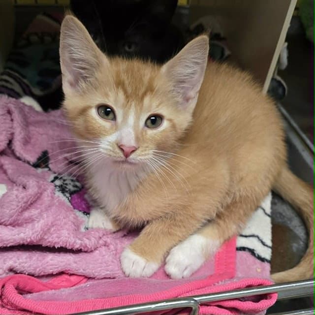 Moss - Domestic Short Hair