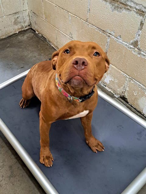 Calen - Pit Bull Terrier