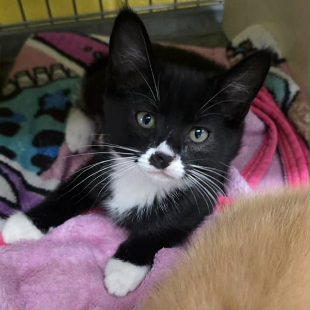 Tulip - Domestic Short Hair