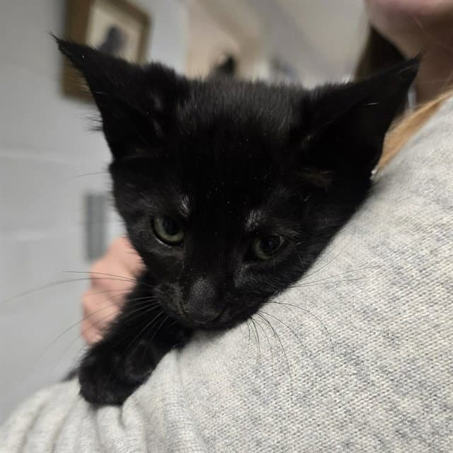 Blossom - Domestic Short Hair