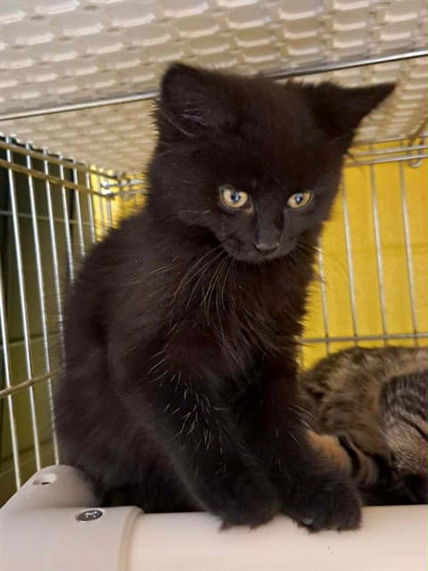Kipling - Domestic Medium Hair