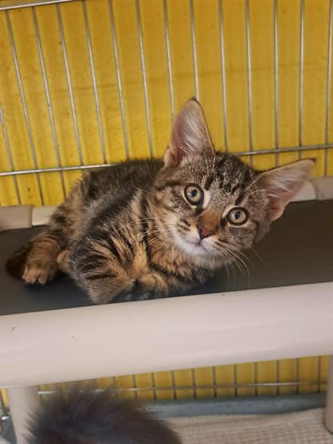 Lady Byron - Domestic Medium Hair