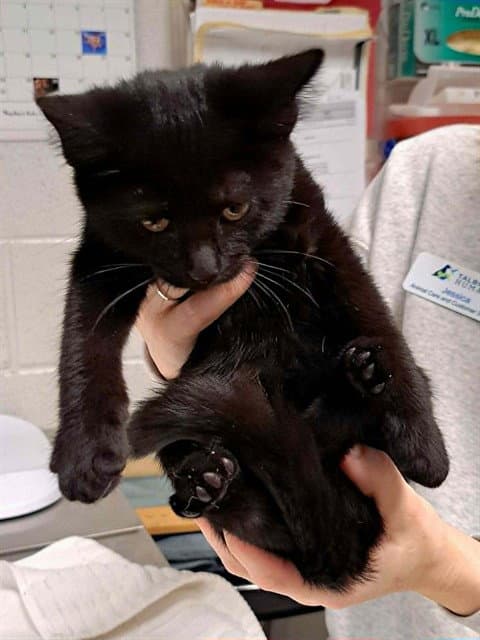 Angelou - Domestic Short Hair