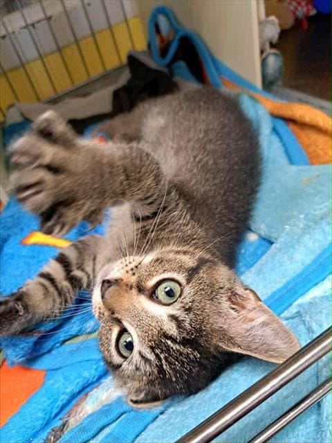 Garden - Domestic Short Hair