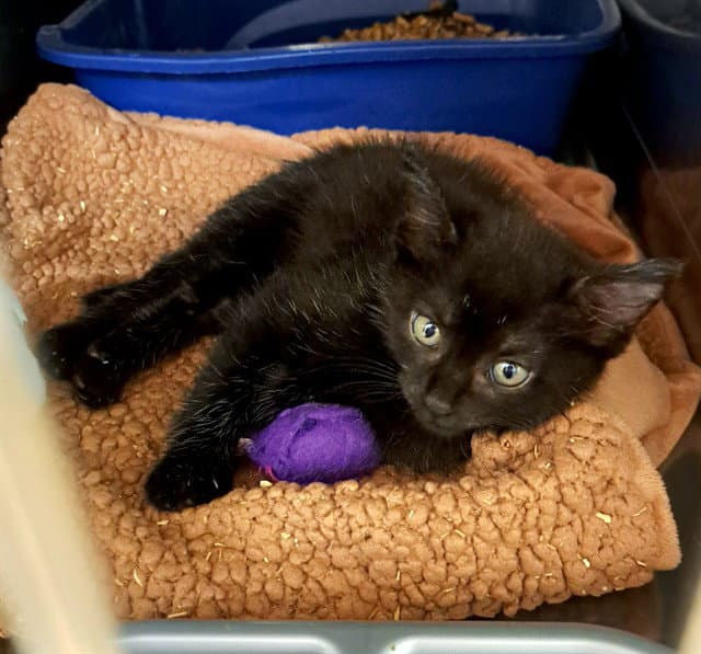 Oliver Sootie - Domestic Short Hair