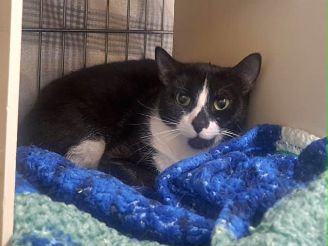 Mayuri - Domestic Short Hair
