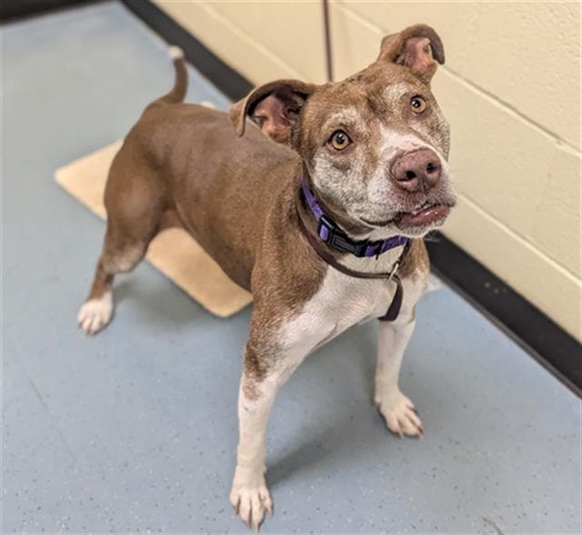 Forest - American Pit Bull Terrier