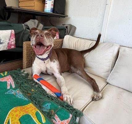 Forest - American Pit Bull Terrier