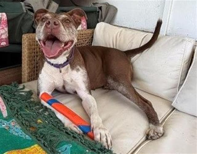 Forest - American Pit Bull Terrier
