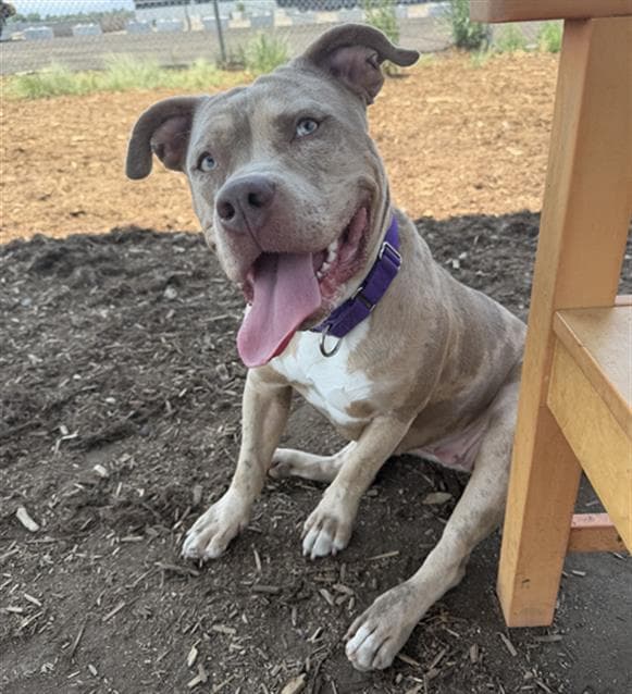 Brandi Carlisle - American Pit Bull Terrier