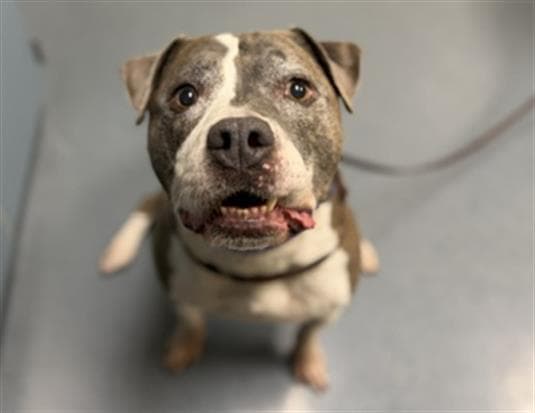 Leela - American Pit Bull Terrier