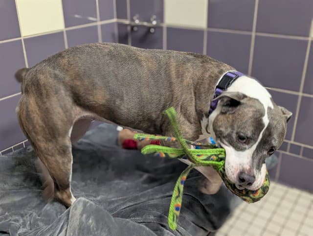 Leela - American Pit Bull Terrier