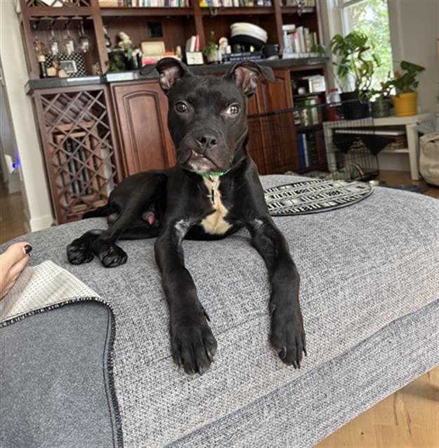 Sir Frog - Pit Bull Terrier