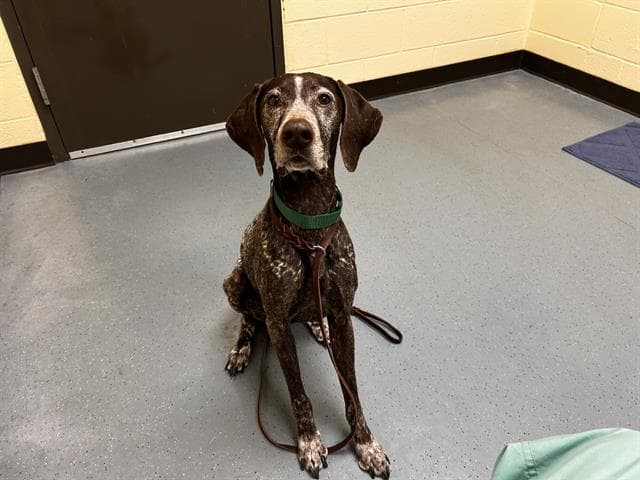 Junie - German Shorthaired Pointer