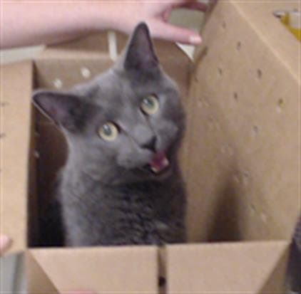 Toph - Domestic Short Hair