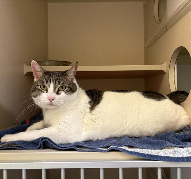 Missy Washington - Domestic Short Hair