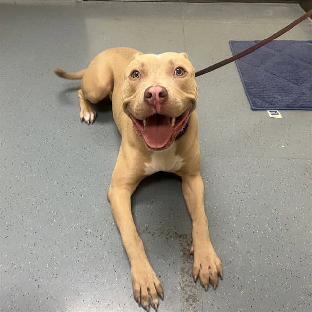 Thumper - American Pit Bull Terrier