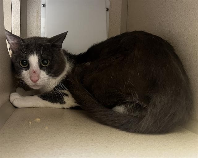 Larkspur - Domestic Short Hair