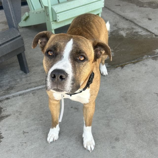 Reses - Boxer